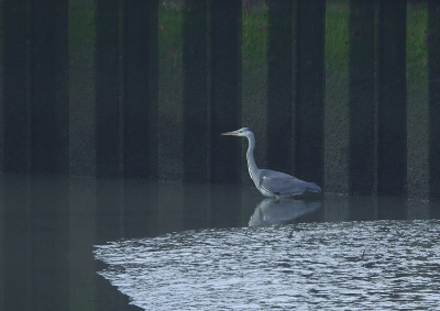 Deze foto gemaakt afgelopen herfst aan de waddenkant bij het Noordpolderzijl waar een doorgang is van zoet naar zout water en aan de zeekant een soort haventje ligt tussen de schorren waar deze reiger wat te eten probeerde te vinden.