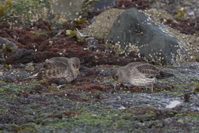 Mijn eerste foto voor Birdpix! Ik vond deze foto wel goed gelukt met de prachtige kleuren waar de paarse strandlopertjes prachtig in uitkomen.