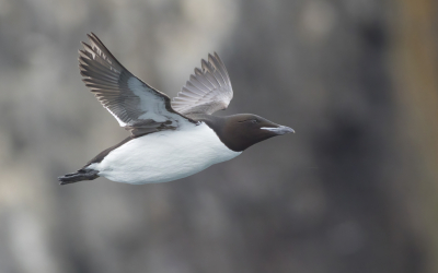 <i class='fa fa-user'></i> Lennart Verheuvel |   Kortbekzeekoet  <i class='fa fa-eye'> 332</i>  <i class='fa fa-thumbs-up'> 15</i>   <i class='fa fa-comment-o'> 13</i>