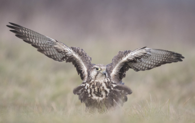 <i class='fa fa-user'></i> steppeke |   Sakervalk  <i class='fa fa-eye'> 447</i>  <i class='fa fa-thumbs-up'> 19</i>   <i class='fa fa-comment-o'> 12</i>