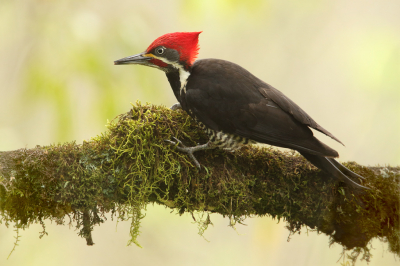 <i class='fa fa-user'></i> Martjan Lammertink |   Gestreepte Helmspecht  <i class='fa fa-eye'> 261</i>  <i class='fa fa-thumbs-up'> 18</i>   <i class='fa fa-comment-o'> 11</i>