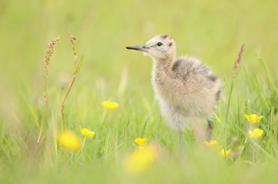 <i class='fa fa-user'></i> thijsglastra |   Grutto  <i class='fa fa-eye'> 355</i>  <i class='fa fa-thumbs-up'> 23</i>   <i class='fa fa-comment-o'> 10</i>
