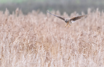 <i class='fa fa-user'></i> Hans Overduin |   Blauwe Kiekendief  <i class='fa fa-eye'> 331</i>  <i class='fa fa-thumbs-up'> 15</i>   <i class='fa fa-comment-o'> 15</i>