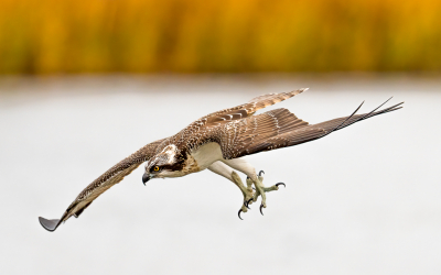 Vorig jaar oktober en november verbleef er een juveniele Visarend enige weken in Zuid-Limburg. De vogel kon waarschijnlijk nog niet goed vanuit vlucht en bidstand jagen, en had daarom een boom op een eiland op hooguit 10 meter van de kant uitgezocht om vanuit te duiken naar vis. Alsnog waren er vele duiken nodig om succesvol te zijn, dus dit bood mij de unieke kans om vele van deze pogingen van dichtbij vast te leggen.