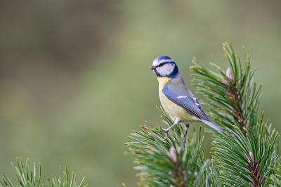 Deze foto kom ik zojuist in mijn archief tegen. Helaas heb ik deze foto 'veel te vroeg'gemaakt. Deze had ik graag in december willen maken. Dan had ik zeker wel meegedaan met de MO. Niettemin ben ik er zelf toch blij mee.