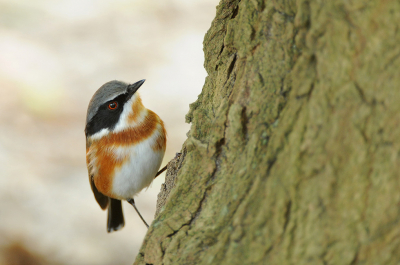 <i class='fa fa-user'></i> Eric Gibcus |   Bruinflankvliegenvanger  <i class='fa fa-eye'> 206</i>  <i class='fa fa-thumbs-up'> 7</i>   <i class='fa fa-comment-o'> 7</i>