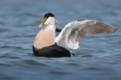 <i class='fa fa-user'></i> Vincent Vuik |   Eider  <i class='fa fa-eye'> 340</i>  <i class='fa fa-thumbs-up'> 13</i>   <i class='fa fa-comment-o'> 18</i>