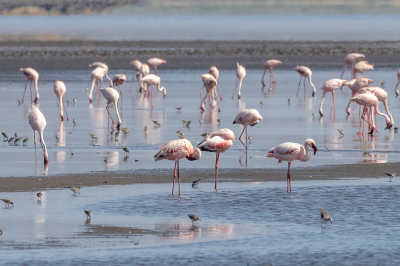 Lake Natron is een mooi wetland gedomineerd door Kleine Flamingo's maar er zijn ook verschillende andere watervogels die blijkbaar geen last hebben van het hoge zoutgehalte in dit meer. Een Kleine Flamingo is meestal minder dan 90cm hoog, terwijl een Grote Flamingo minimaal 1,1m is. Toch blijven ze groot vergeleken met de Plevieren.