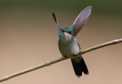 <i class='fa fa-user'></i> charlysax |   Vorkstaartbosnimf  <i class='fa fa-eye'> 181</i>  <i class='fa fa-thumbs-up'> 4</i>   <i class='fa fa-comment-o'> 3</i>