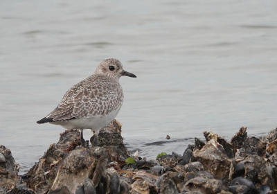 <i class='fa fa-user'></i> ko katsman |   Zilverplevier  <i class='fa fa-eye'> 222</i>   <i class='fa fa-comment-o'> 7</i>