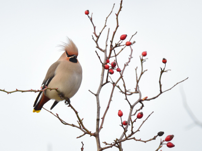 <i class='fa fa-user'></i> josephine |   Pestvogel  <i class='fa fa-eye'> 440</i>  <i class='fa fa-thumbs-up'> 28</i>   <i class='fa fa-comment-o'> 30</i>