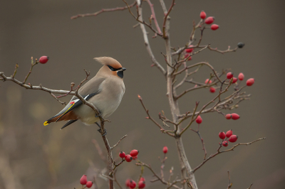 <i class='fa fa-user'></i> Willem Verhagen |   Pestvogel  <i class='fa fa-eye'> 472</i>  <i class='fa fa-thumbs-up'> 24</i>   <i class='fa fa-comment-o'> 21</i>