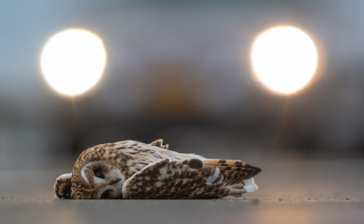 <i class='fa fa-user'></i> Hans Overduin |   Velduil  <i class='fa fa-eye'> 778</i>  <i class='fa fa-thumbs-up'> 33</i>   <i class='fa fa-comment-o'> 20</i>