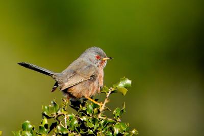 Zeer wispelturig vogeltje. Je weet dat hij er zit, maar hij laat zich vrijwel niet zien. Het kostte 2 dagen en vele uren wachten voordat ik hem kon vastleggen.