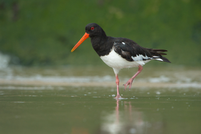 <i class='fa fa-user'></i> Willem Verhagen |   Scholekster  <i class='fa fa-eye'> 213</i>  <i class='fa fa-thumbs-up'> 2</i>   <i class='fa fa-comment-o'> 4</i>