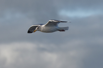 Zilvermeeuw boven vloedlijn; half bewolkt; eerste keer geplaatst om te proberen en naar aanleiding van online vogelcursus