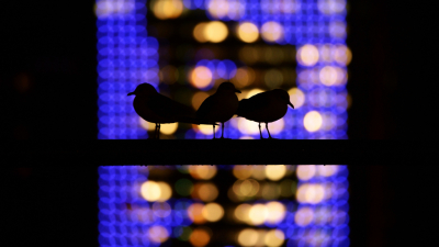 <i class='fa fa-user'></i> Peter Stam |   Kokmeeuw  <i class='fa fa-eye'> 418</i>  <i class='fa fa-thumbs-up'> 15</i>   <i class='fa fa-comment-o'> 9</i>