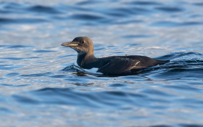 <i class='fa fa-user'></i> Celly |   Kortbekzeekoet  <i class='fa fa-eye'> 384</i>  <i class='fa fa-thumbs-up'> 16</i>   <i class='fa fa-comment-o'> 14</i>