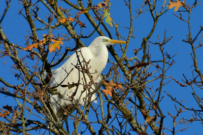 Nadat ik hem eerst een tijdje al vissend had gadegeslagen zonder resultaat overigens
was de vogel plots gevlogen tot ik hem later terug vond boven in een boom  iangs de parkvijver