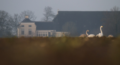 <i class='fa fa-user'></i> Fons Hoiting |   Wilde Zwaan  <i class='fa fa-eye'> 296</i>  <i class='fa fa-thumbs-up'> 10</i>   <i class='fa fa-comment-o'> 9</i>