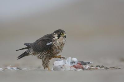 <i class='fa fa-user'></i> Henk Wiebe van der Meulen |   Slechtvalk  <i class='fa fa-eye'> 413</i>  <i class='fa fa-thumbs-up'> 20</i>   <i class='fa fa-comment-o'> 6</i>