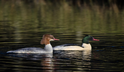 <i class='fa fa-user'></i> Eef Kieft |   Grote Zaagbek  <i class='fa fa-eye'> 322</i>  <i class='fa fa-thumbs-up'> 7</i>   <i class='fa fa-comment-o'> 6</i>