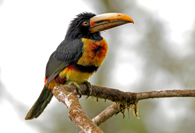 <i class='fa fa-user'></i> charlysax |   Bleeksnavelarassari  <i class='fa fa-eye'> 227</i>  <i class='fa fa-thumbs-up'> 14</i>   <i class='fa fa-comment-o'> 6</i>