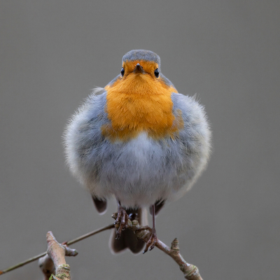 <i class='fa fa-user'></i> Peter Soer |   Roodborst  <i class='fa fa-eye'> 472</i>  <i class='fa fa-thumbs-up'> 16</i>   <i class='fa fa-comment-o'> 10</i>