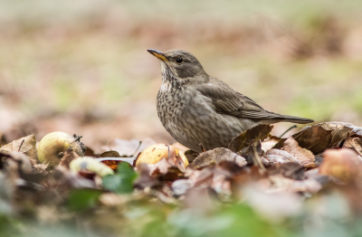 <i class='fa fa-user'></i> Carlo |   Zwartkeellijster  <i class='fa fa-eye'> 429</i>  <i class='fa fa-thumbs-up'> 13</i>   <i class='fa fa-comment-o'> 4</i>