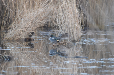 Eurasian Teal's chilling hour.
A walk in the park just before sunset, the water reflecting the last golden sun rays and I found this cute couple chilling behind the reed. First time spotting Eurasian Teal since I started birding in 2020!