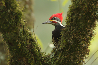 <i class='fa fa-user'></i> Martjan Lammertink |   Gestreepte Helmspecht  <i class='fa fa-eye'> 282</i>  <i class='fa fa-thumbs-up'> 18</i>   <i class='fa fa-comment-o'> 7</i>