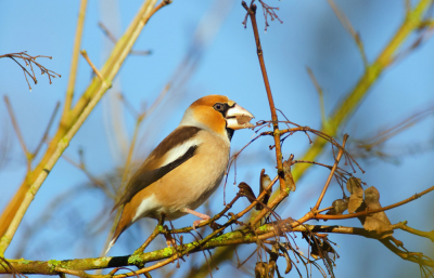 In de Kalmthoutse Heide broeden verschillende Appelvinken. In de winter zijn ze ook dichter bij de bewoning  aan te treffen, op zoek naar voedsel.  Ze eten hier onder meer de zaden van haagbeuk en spaanse aak. Dit mannetje liet zich met het nodige geduld mooi bekijken.