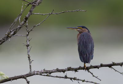 <i class='fa fa-user'></i> charlysax |   Groene Reiger  <i class='fa fa-eye'> 233</i>  <i class='fa fa-thumbs-up'> 13</i>   <i class='fa fa-comment-o'> 5</i>