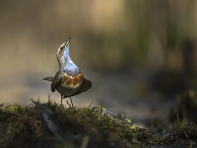 <i class='fa fa-user'></i> Bert Ooms |   Blauwborst  <i class='fa fa-eye'> 542</i>  <i class='fa fa-thumbs-up'> 26</i>   <i class='fa fa-comment-o'> 22</i>