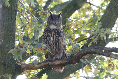 <i class='fa fa-user'></i> Gejo Wassink |   Oehoe  <i class='fa fa-eye'> 417</i>  <i class='fa fa-thumbs-up'> 7</i>   <i class='fa fa-comment-o'> 12</i>