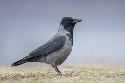 <i class='fa fa-user'></i> steppeke |   Bonte Kraai  <i class='fa fa-eye'> 347</i>  <i class='fa fa-thumbs-up'> 15</i>   <i class='fa fa-comment-o'> 9</i>