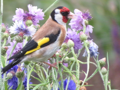 Ook deze Putter heb ik in de tuin tussen de Korenbloemen gefotografeerd