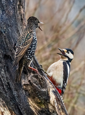 <i class='fa fa-user'></i> Erna Koelman |   Spreeuw  <i class='fa fa-eye'> 453</i>  <i class='fa fa-thumbs-up'> 11</i>   <i class='fa fa-comment-o'> 12</i>