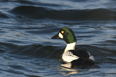 Mijn favoriete wintergast op het Bovenwater. Nu nog maar een paar vogels maar als de winter doorzet in het hoge noorden lopen de aantallen hier op. Ik verheug me op de balts in begin februari.