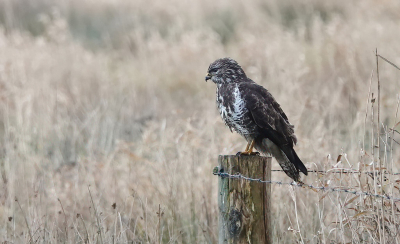 Na zijn prooi opgepeuzeld in een regenbui te hebben zat deze buizerd nog even op te drogen voor hij weg vloog.