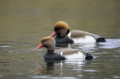 <i class='fa fa-user'></i> PascalK |   Krooneend  <i class='fa fa-eye'> 142</i>  <i class='fa fa-thumbs-up'> 1</i>   <i class='fa fa-comment-o'> 24</i>