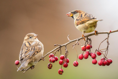 <i class='fa fa-user'></i> Freddy69 |   Huismus  <i class='fa fa-eye'> 176</i>  <i class='fa fa-thumbs-up'> 11</i>   <i class='fa fa-comment-o'> 30</i>