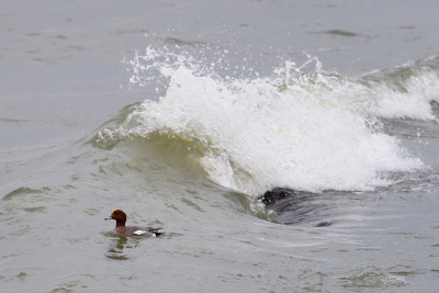 <i class='fa fa-user'></i> Gerard Visser |   Smient  <i class='fa fa-eye'> 322</i>  <i class='fa fa-thumbs-up'> 4</i>   <i class='fa fa-comment-o'> 7</i>