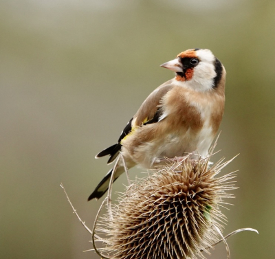 Distels in de tuin gezaaid in de hoop dat er puttertjes op afkomen.
Geweldig als het dan ook gebeurd.