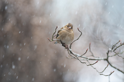 <i class='fa fa-user'></i> Wil Doorn-Meijne |   Vink  <i class='fa fa-eye'> 278</i>  <i class='fa fa-thumbs-up'> 15</i>   <i class='fa fa-comment-o'> 13</i>