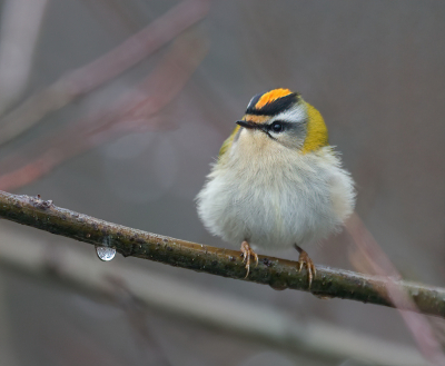 <i class='fa fa-user'></i> loek van de Leur |   Vuurgoudhaan  <i class='fa fa-eye'> 425</i>  <i class='fa fa-thumbs-up'> 26</i>   <i class='fa fa-comment-o'> 15</i>