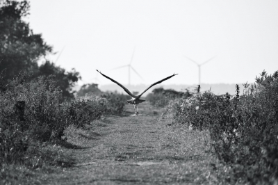 Vertrek van een blauwe reiger op het eiland van Tiengemeten met mechanische vleugels in de achtergrond. Ik had de foto in kleur genomen maar ik vind het zwart / wit beeld meer rustgevend.