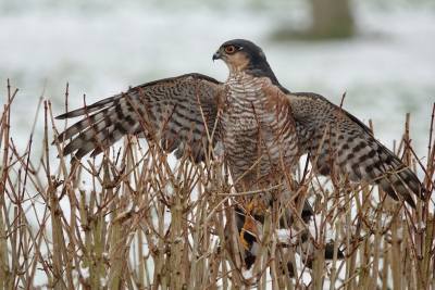 We waren vogels aan het kijken en opeens verscheen de sperwer.
Hij wachtte zijn moment af, greep een koolmeisje en vloog weg.