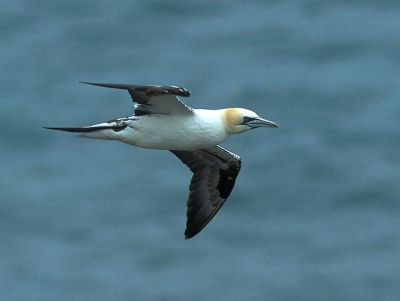 Uit de hand gefotografeerd met een Nikon F801s + 600mm 5.6