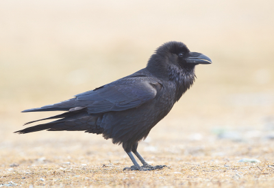 <i class='fa fa-user'></i> charlysax |   Raaf  <i class='fa fa-eye'> 301</i>  <i class='fa fa-thumbs-up'> 12</i>   <i class='fa fa-comment-o'> 9</i>